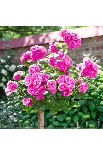 Роза английская на штамбе Аленушка (розовая)